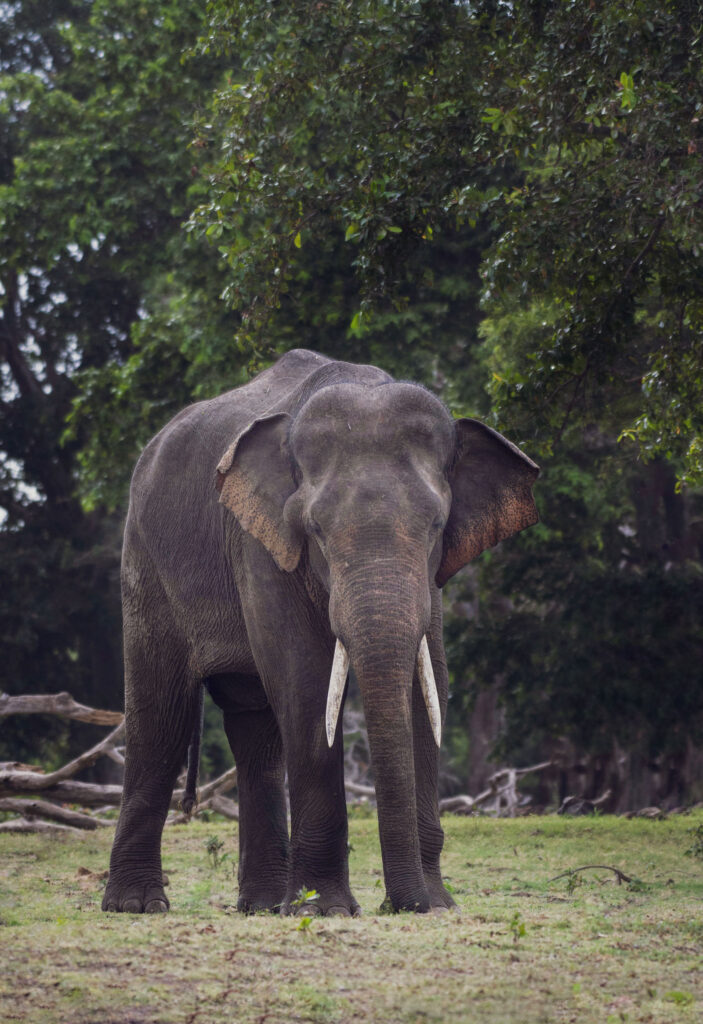 A tusker in the wild