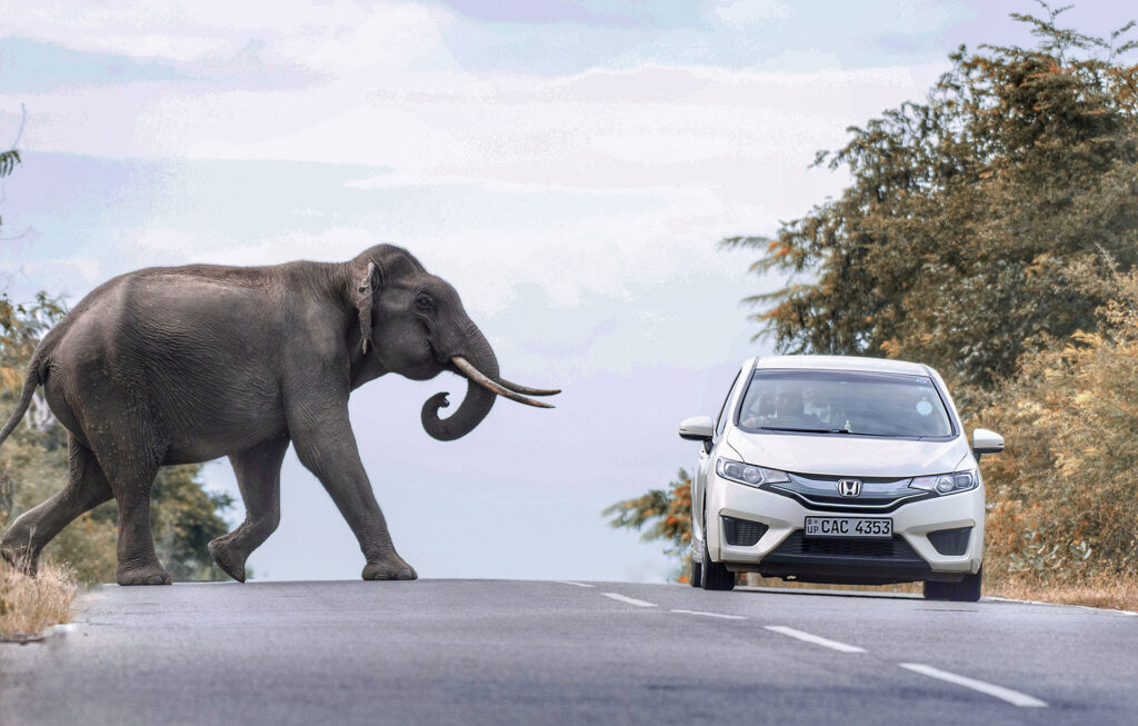 A tusker reaching a white car crossing a road