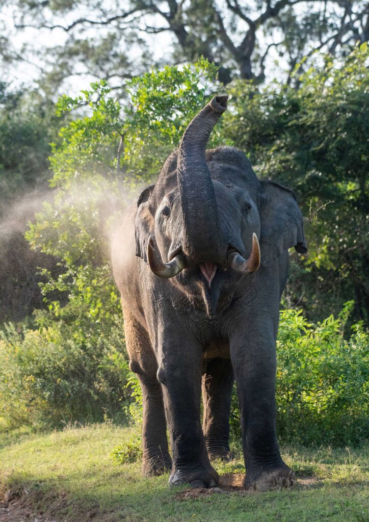 A tusker standing in the wild lifting its trunk