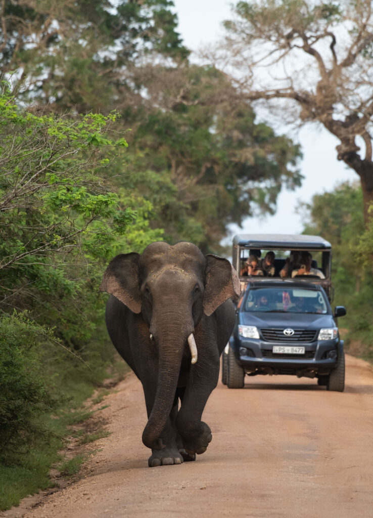 A tusker walking on a dusty road, and a jeep following it.