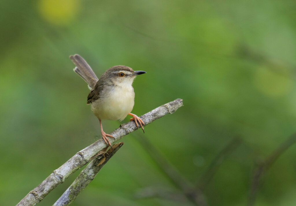 A white and grey plain prinia perched on a branch of a tree at Kirala Kele