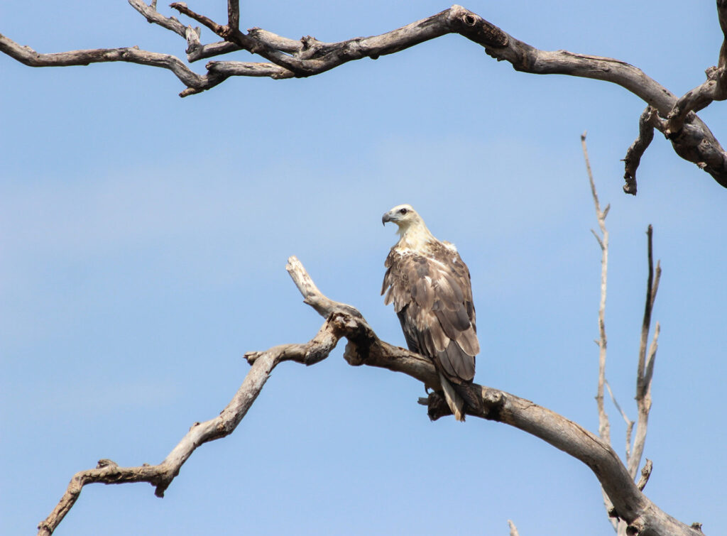 A white bellied sea eagle perched on a branch of a tree