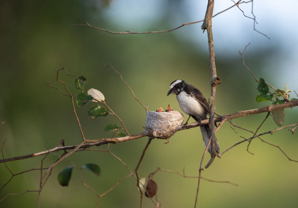 A white-browed fantail feeding its two babies in the nest.
