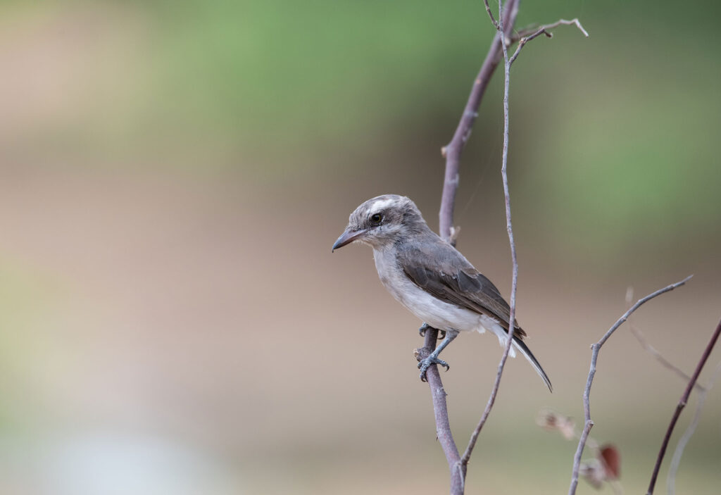 A wood shrike perched on a thin tree