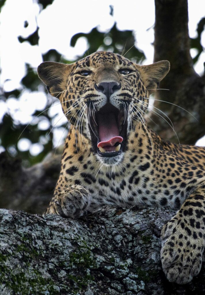 A yawning leopard on a branch of a tree