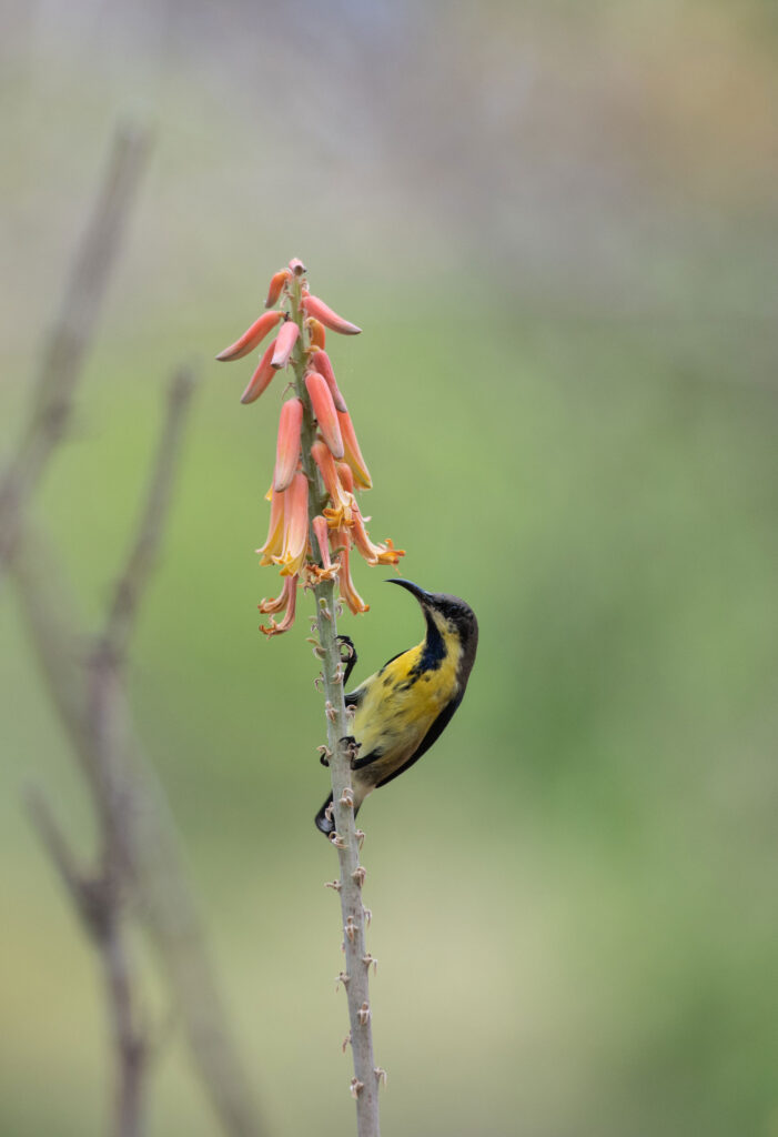 A yellow and blackish Ioten's sunbird perched on a branch with red long flowers
