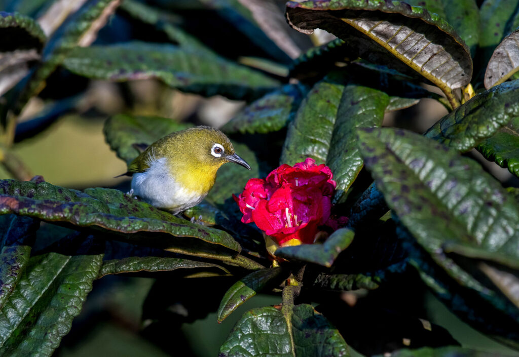 A yellowish bird perched on a leaf near a red flower at Horton Plains
