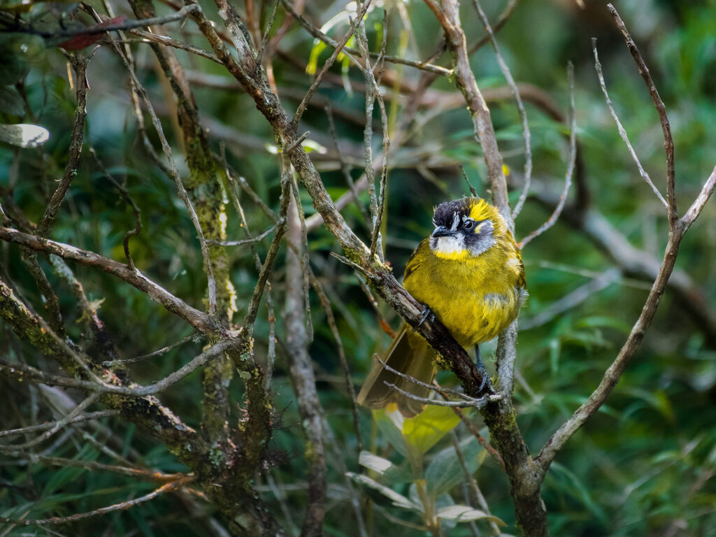 A yellowish bird perched on a small branch of a tree amidst the greenery