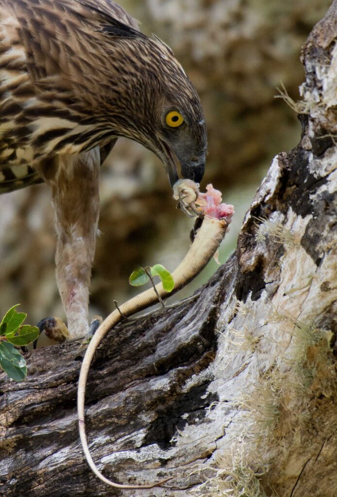 An eagle holding a reptile from its beak