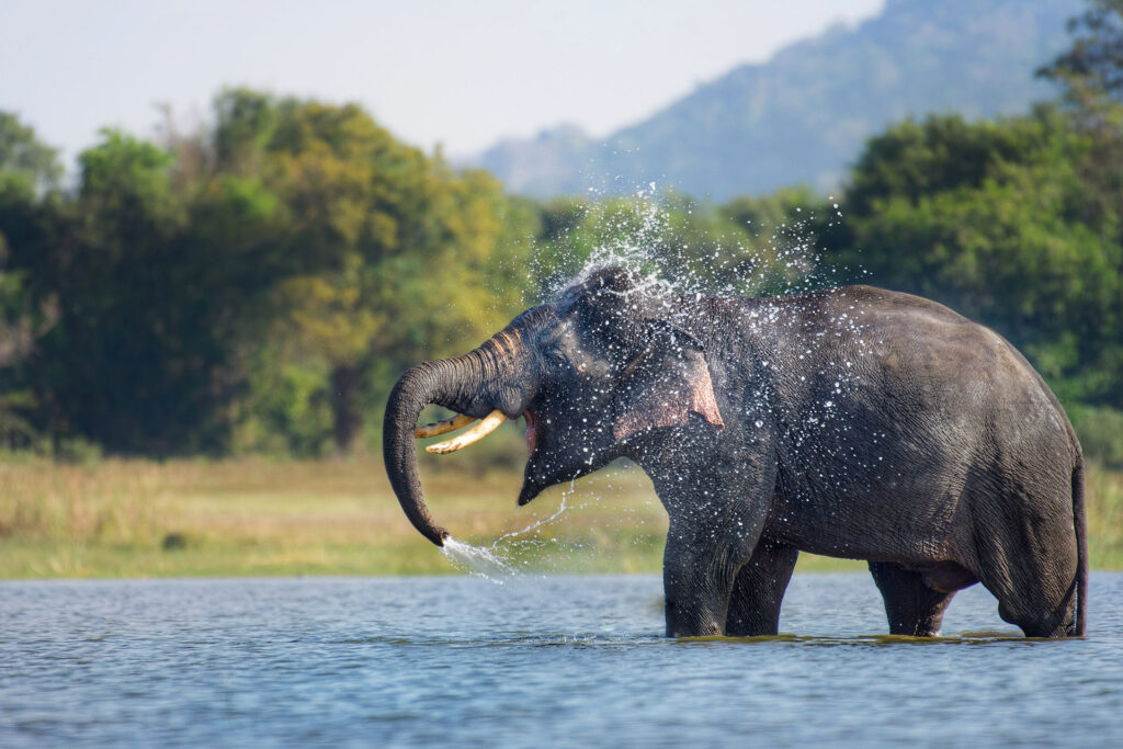 An elephant bathing in a lake