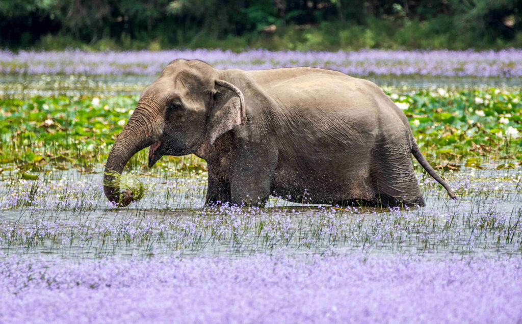 An elephant in a swamp