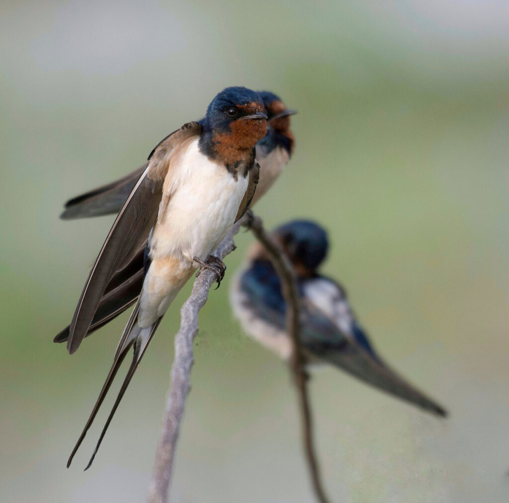 Barn swallow birds perched on a branch of a tree at Yala National Park