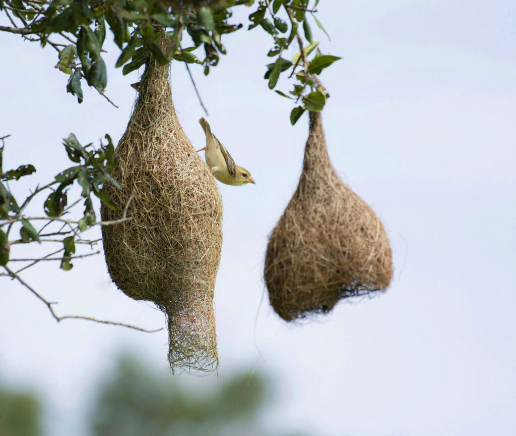 Baya weaver by the retort shaped nests woven by it