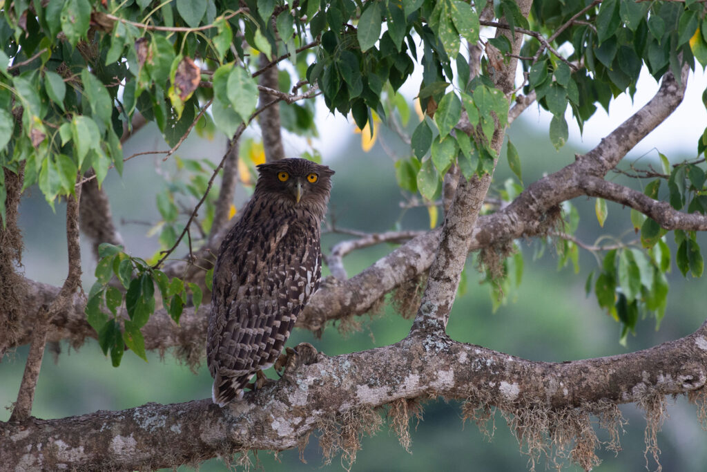 Brown fish owl on a branch of a tree at Wilpattu National Park, Sri Lanka