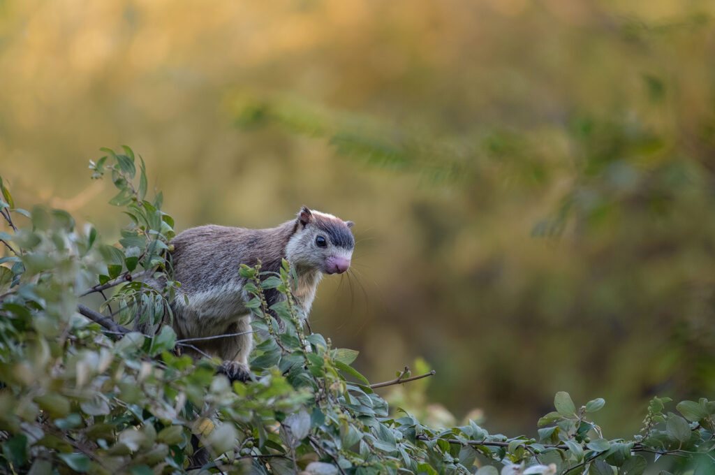 Grizzled giant squirrel on a branch