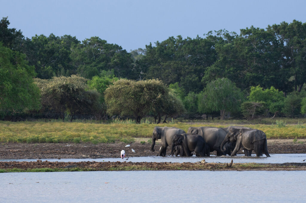 Herd of Sri Lankan elephants in a lake by the greenery