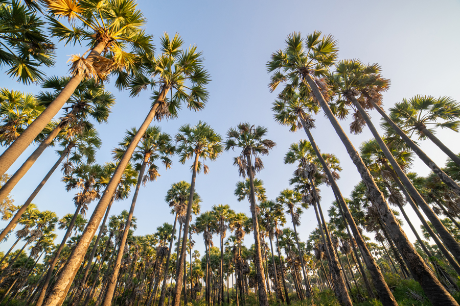 Palm trees in Jaffna