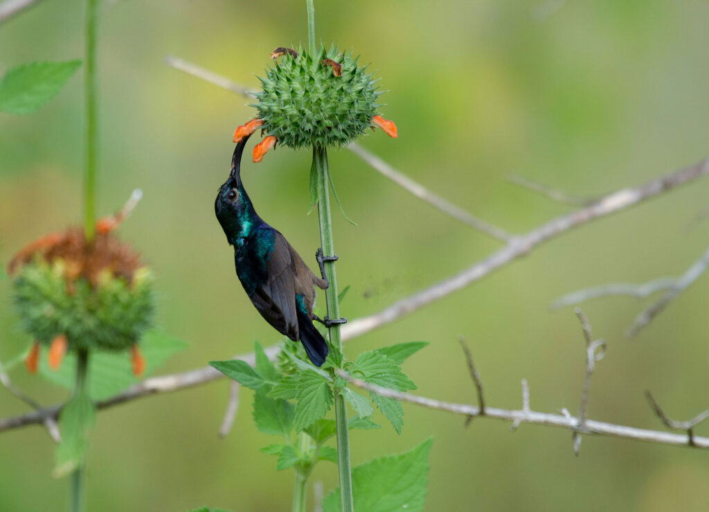 Purple sunbird male perched on a vertical thin trunk of a tree