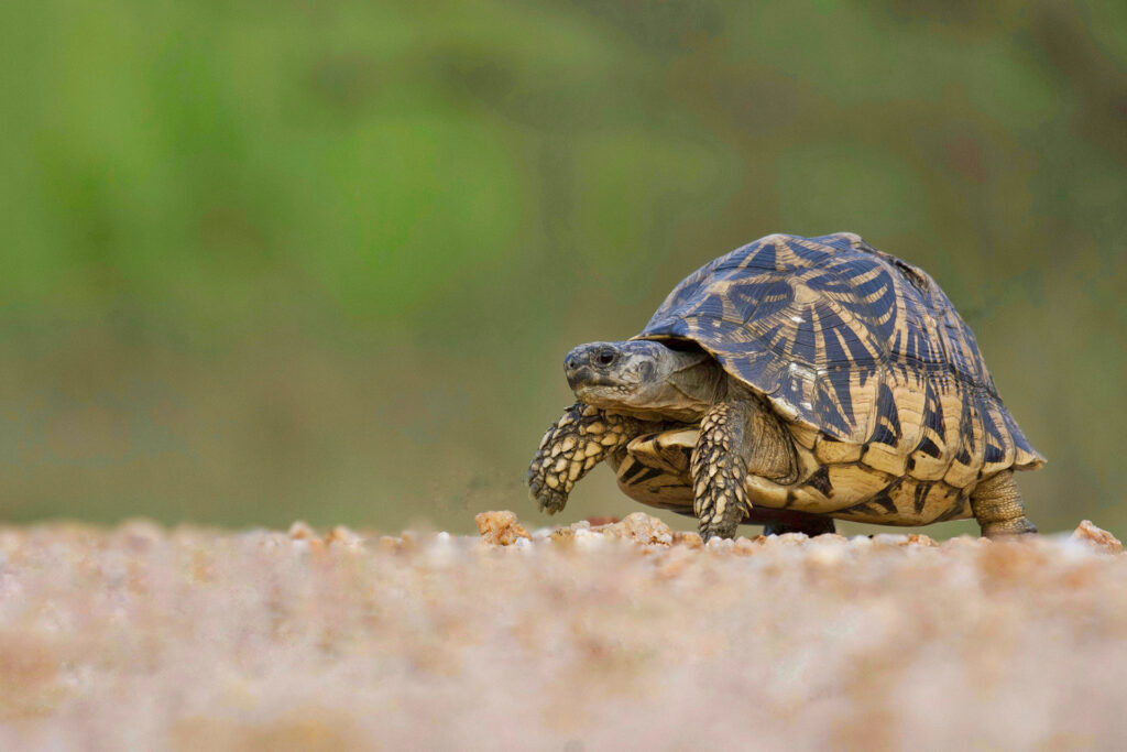 Star Tortoise at Wasgamuwa National Park in Sri Lanka