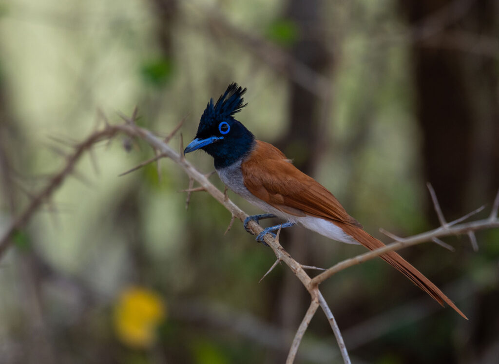 The black and orange Asian Paradise Flycatcher perched on a branch of a tree