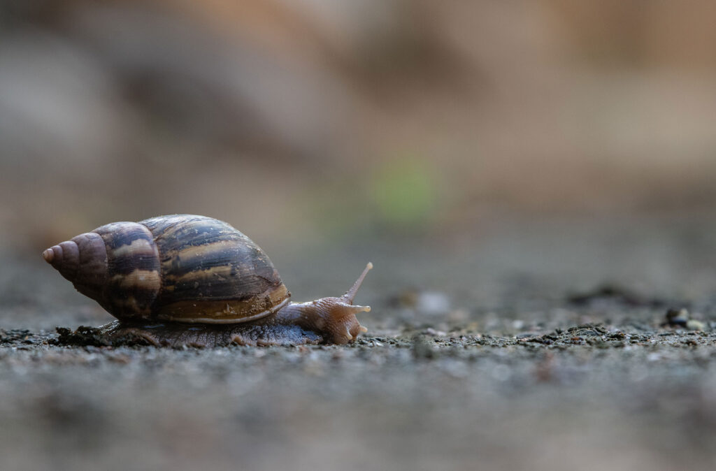 The brown colour land snail on a muddy ground