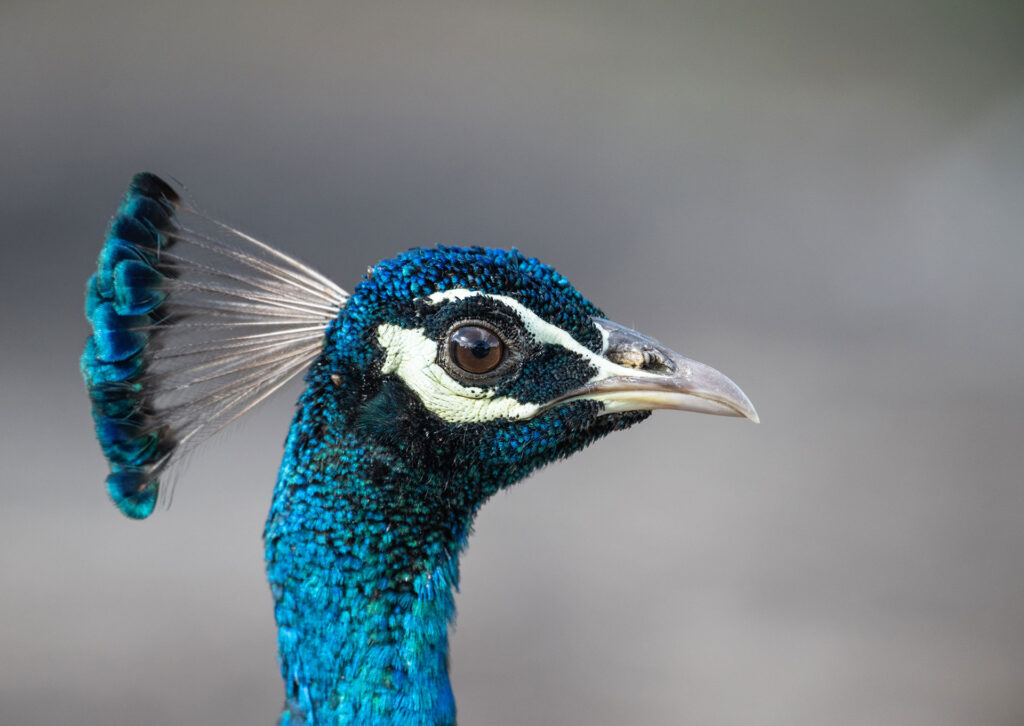 The head of the Indian peafowl