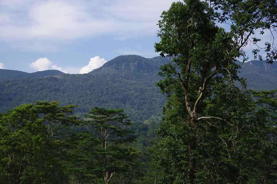 The tall trees by the verdant surroundings of Sinharaja, the wonderful forest reserve in Sri Lanka.
