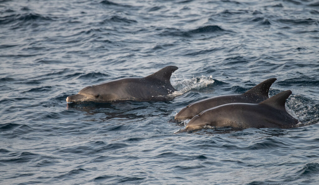 Three dolphins amidst the blue waves of Mirissa, Sri Lanka