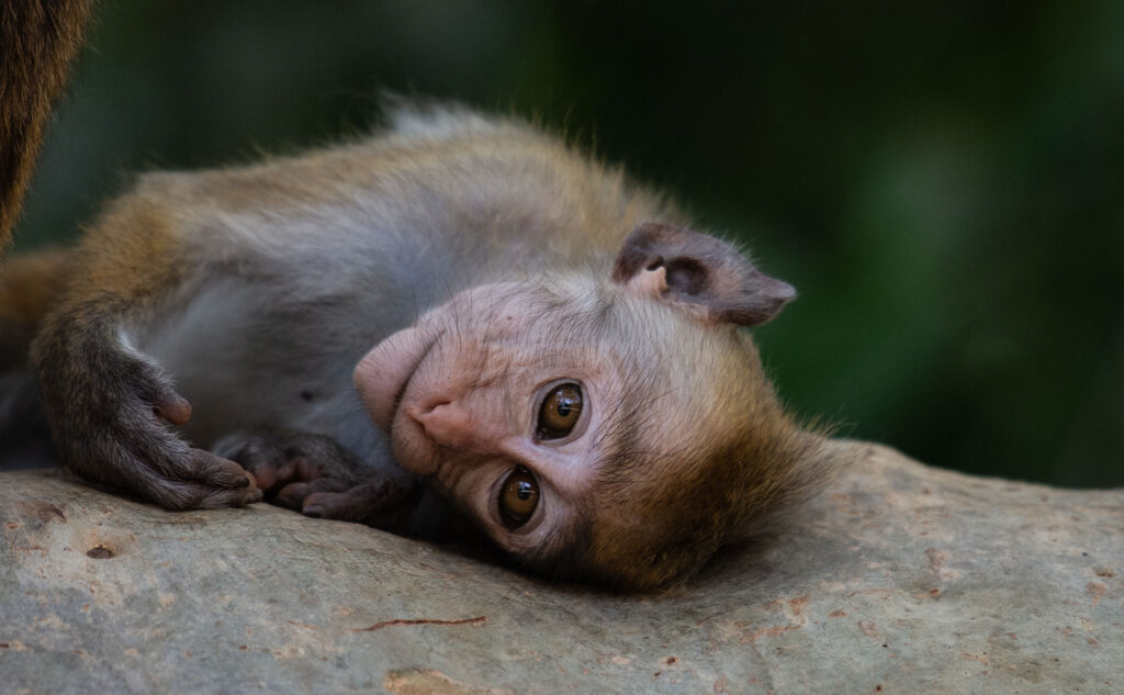 Toque Macaque, a monkey lying on a rocky terrain