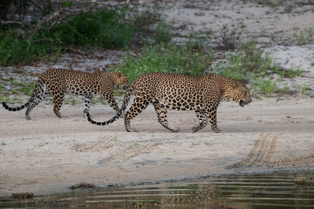 Two Sri Lankan Leopards working along a dusty road