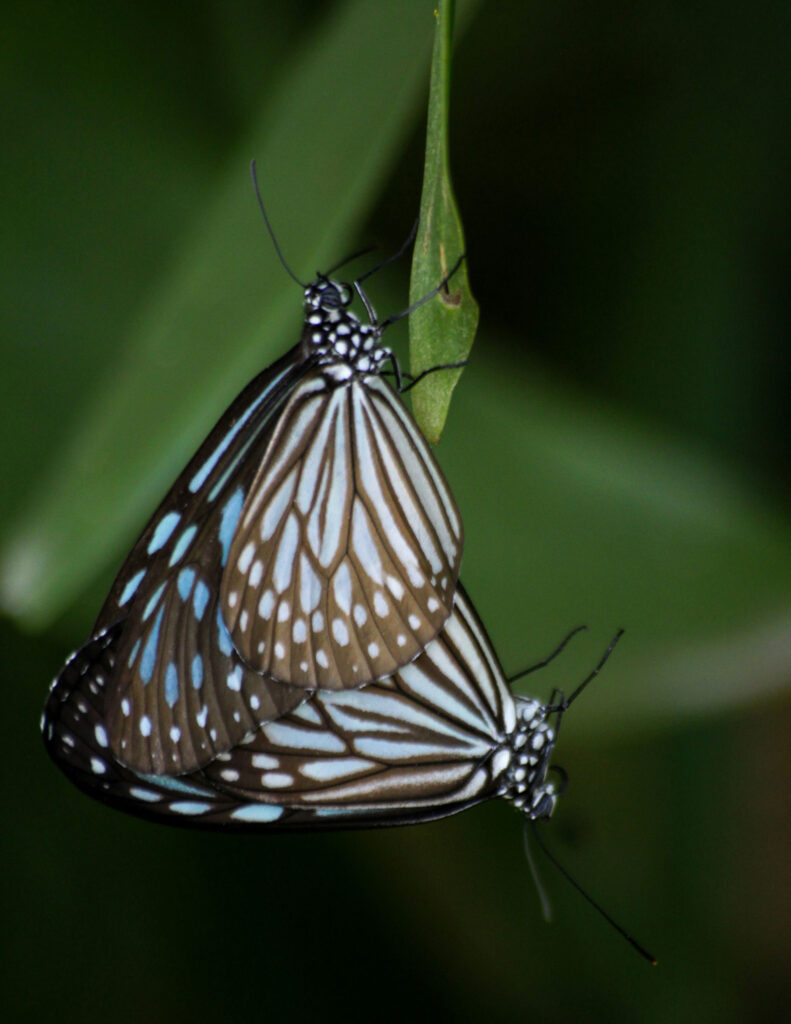 Two black butterflies with white spots perched on leaves opposite to each other