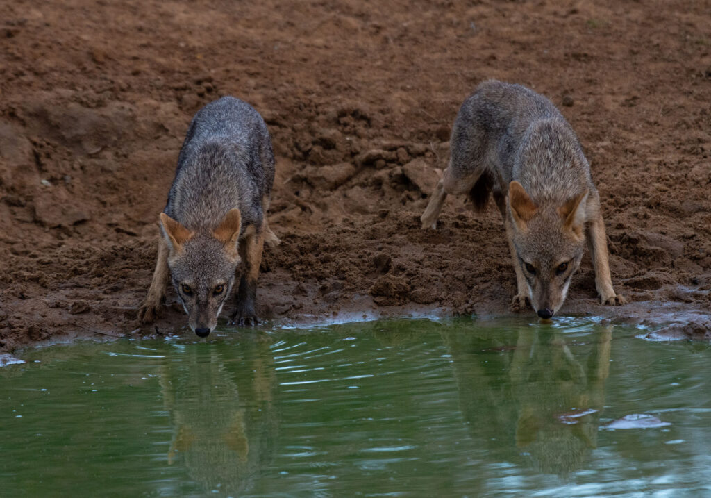 Two golden jackals drinking water from a lake