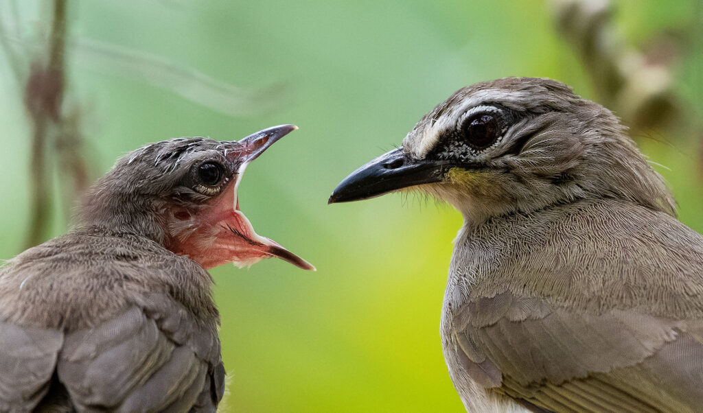 Two grey birds perched face to face, with the smaller one having its beaks wide open