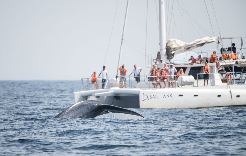 Visitors wearing orange colour safety jackets on a ship, observing a blue whale amidst the blue waves.