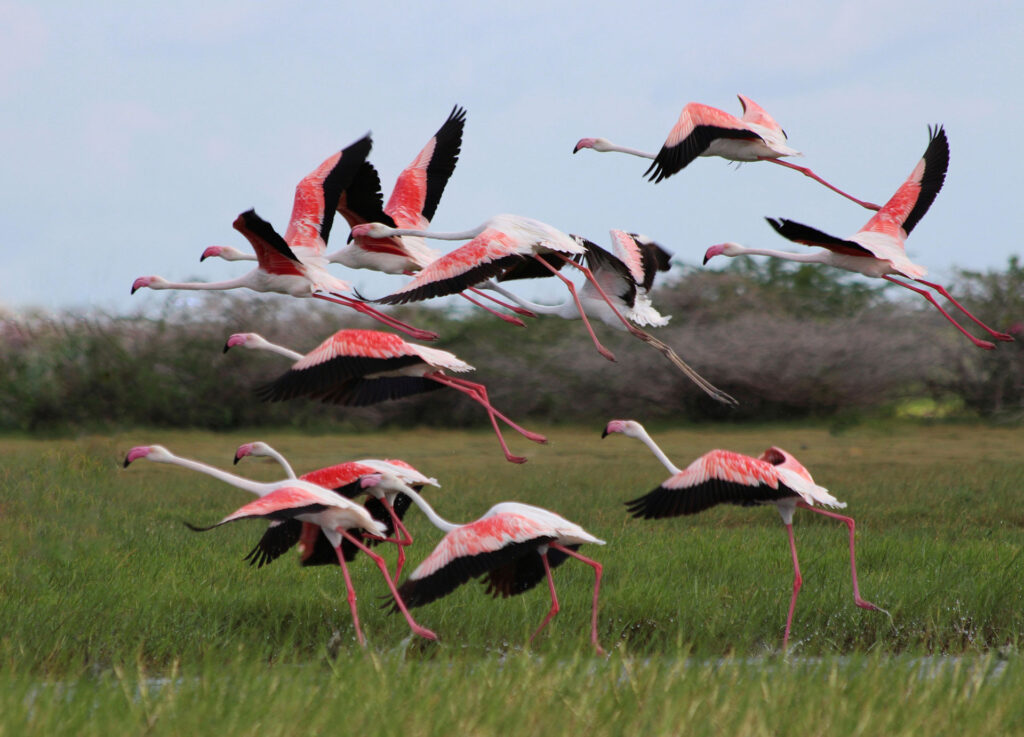 Water birds setting off from the swampy areas of Bundala National Park