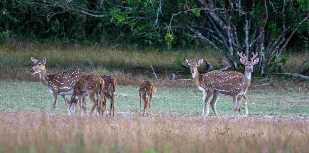 deer on a grassland