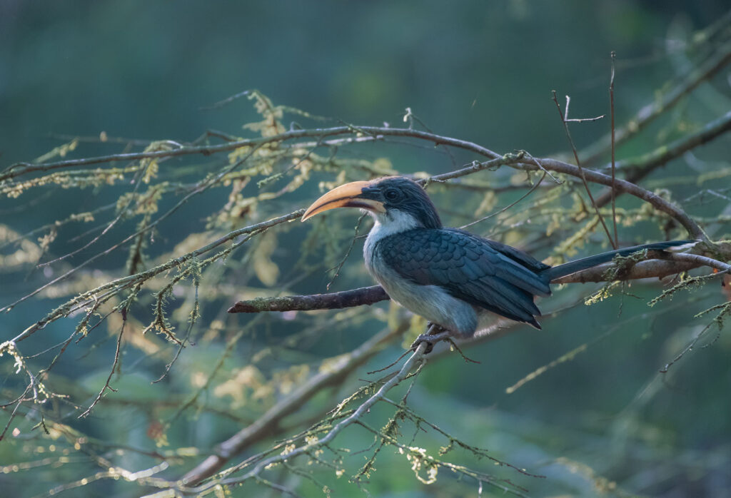 grey hornbill on a branch of a tree