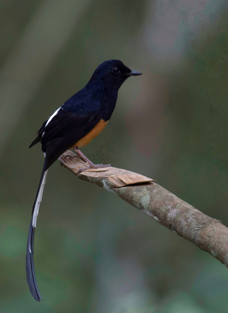 white rumped sharma, the black and white bird, perched on a branch of a tree at Wilpattu National Park