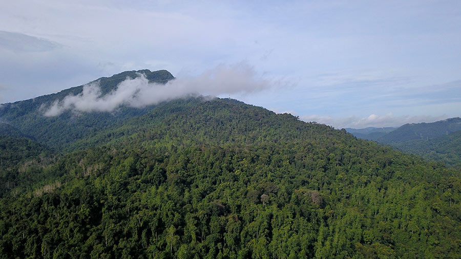 The Misty View of the Verdant Kitulgala Forest Reserve, the Wonderful Adventurous Nature Escape!