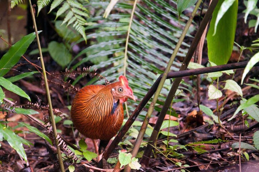 Sri Lankan Jungle Fowl at Sinharaja Rainforest