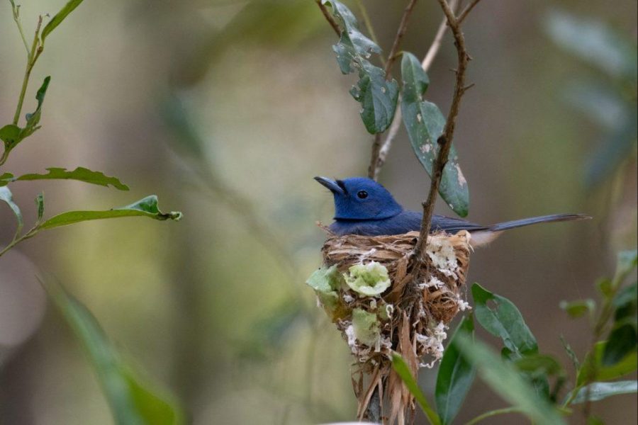 A tiny Black Naped Monarch Captured during a Wilpattu Safari