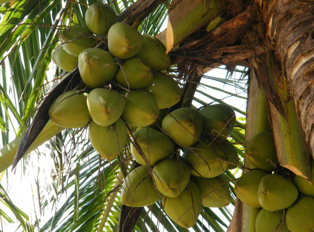 Coconut nuts hanging on a coconut tree signifying the magic of the coconut industry of Sri Lanka.