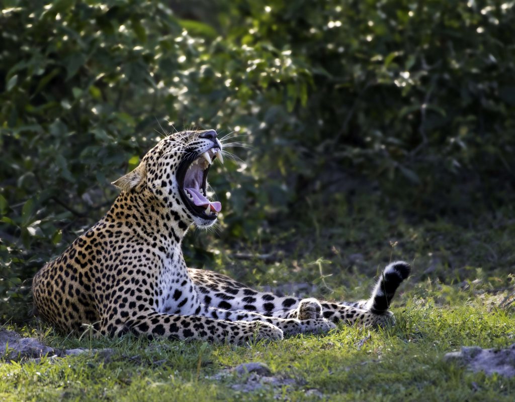 A Leopard Spotted during a Kumana Safari