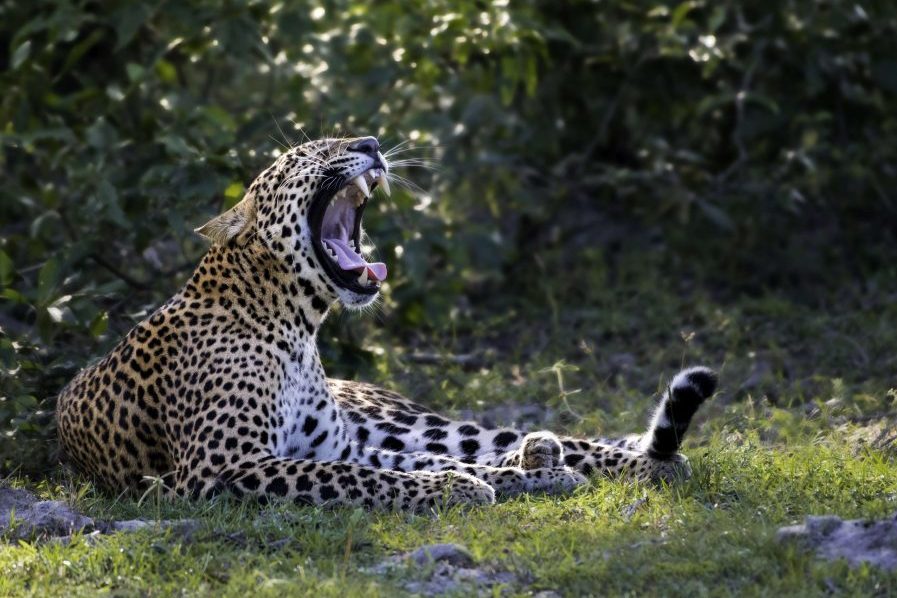 A Leopard Spotted during a Kumana Safari