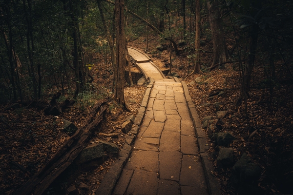 A Footpath through the Ritigala Forest Reserve