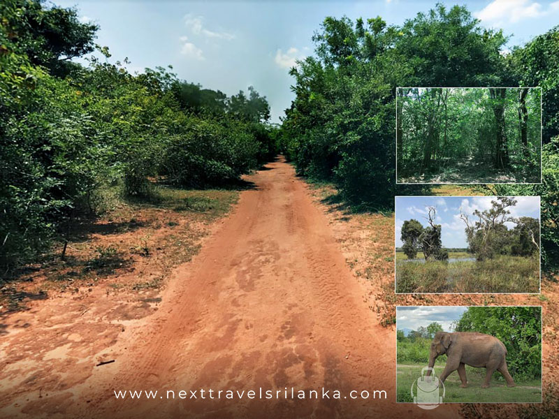 The dusty roads, and the greenery at the Beautiful Madhu Road National Park