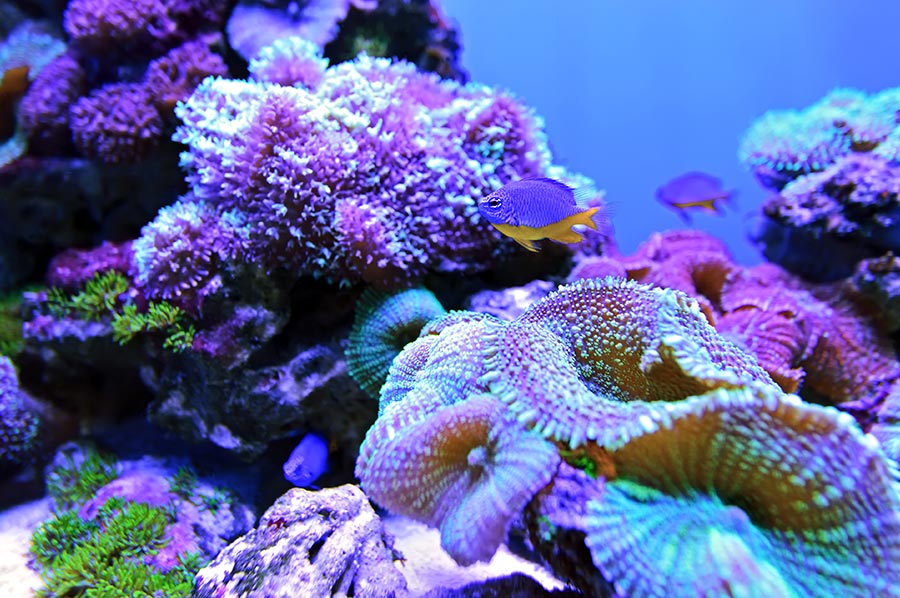 Colourful Corals in Sri Lanka