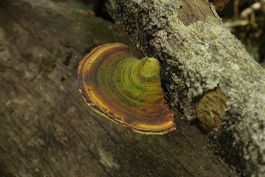 A Forest Mushroom grown on a trunk at the Galway's Land National Park