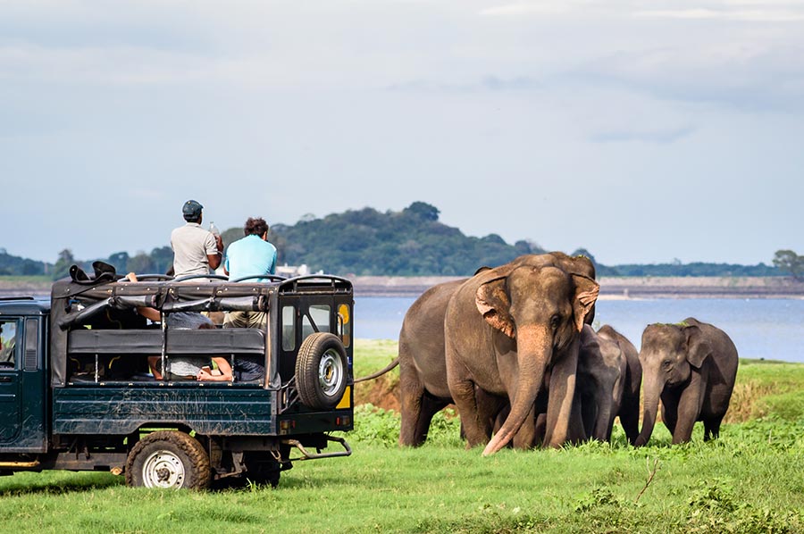 Tourists observing the elephants while going on a jeep safari in Sri Lanka