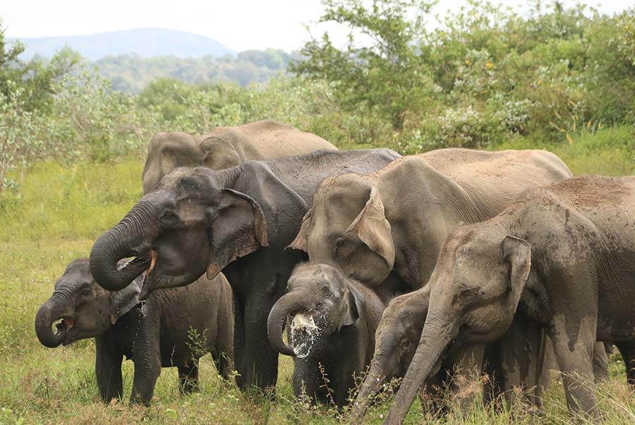 A Herd of Elephants in a forest at the Maduru Oya National Park